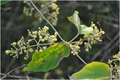 Aspidopterys cordata